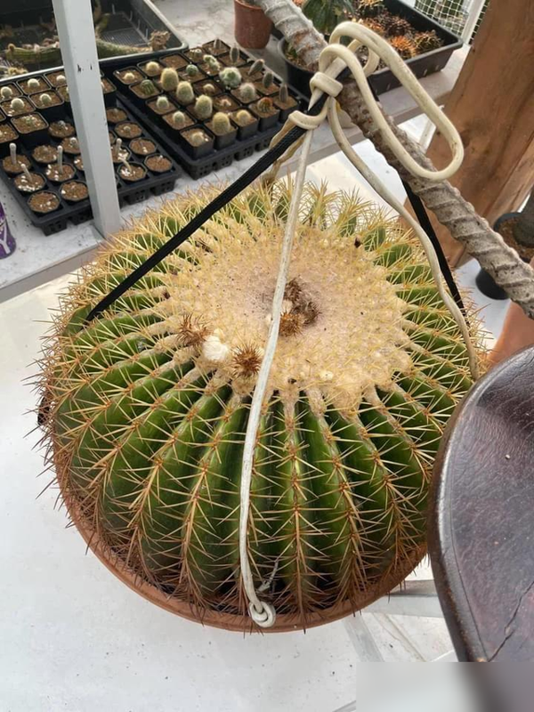 琥养得像个