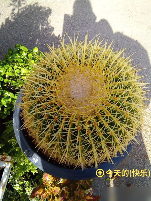 tenan, tenan, 这是艺术