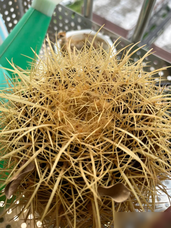 一盆球串起, img